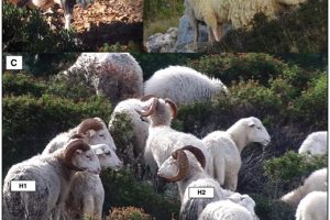 (A) Fotografija evropskega muflona; (B) fotografija divje ovce; (C) fotodokaz skupine križancev, v ospredju dva ovna stara
tri leta s posameznimi akronimi (H1 in H2), ki so v tej študiji genotipizirani in potrjeni kot Ovis gmelini musimon × Ovis sp. hibridi. Fotografija
je bila posneta na Dugem otoku (Hrvaška). Avtorske pravice za fotografijo: Milutin Žampera.
