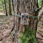 Kamera za spremljanje populacij divjih živali v gozdu, pritrjena na drevo