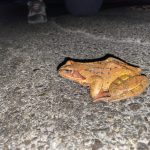 Žaba na cestišču