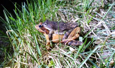 Amphibian monitoring’s for reducing their road mortality