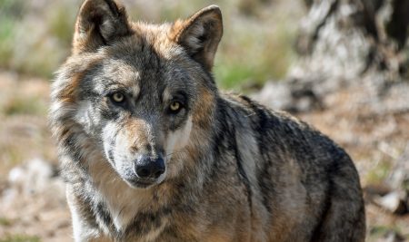 Znanstvena objava o prehrani volkov in risov v Sloveniji – naš prispevek k Mednarodnemu dnevu gozdov