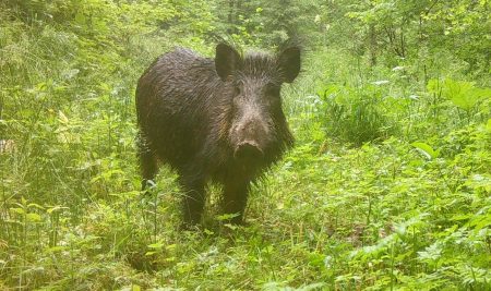What are the most effective methods for controlling wild boar movement?