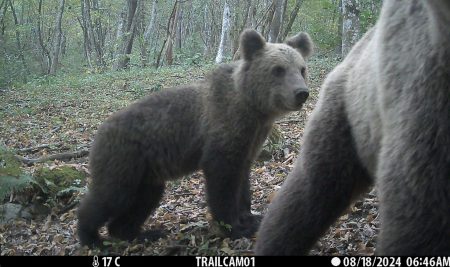 Bears at work: camera traps for monitoring population densities of large mammal species on trial