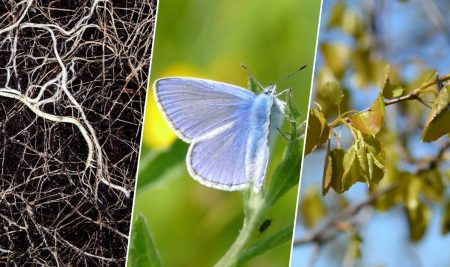 Publication in the journal Molecular Ecology