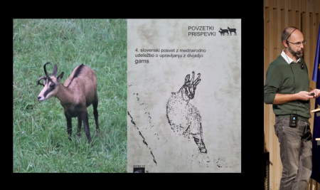 Predavanje prof. dr. Boštjana Pokornega o raziskavah severnega (alpskega) gamsa