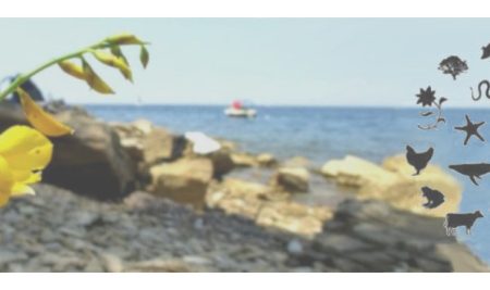 Zaposlitev na Mediteranskem inštitutu za okoljske študije