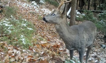 Spremljanje prostoživečih živali s fotopastmi: primer srnjaka z delno izgubo vida