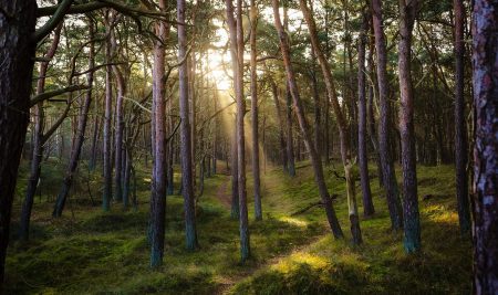Zavod za varstvo narave razpisuje dve prosti delovni mesti