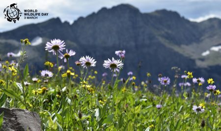 3. marec, Svetovni dan prostoživečih živalskih in rastlinskih vrst