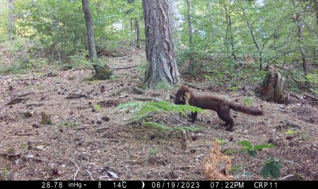 Nova znanstvena objava o kunah v Sloveniji in na Hrvaškem